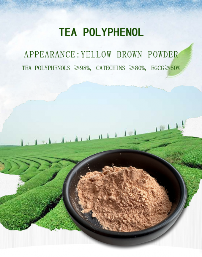 Green Tea Extract Natural Food Additives Tea Polyphenol 98