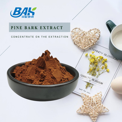 95% Anthocyanin Extract Supplement Pine Bark Extract