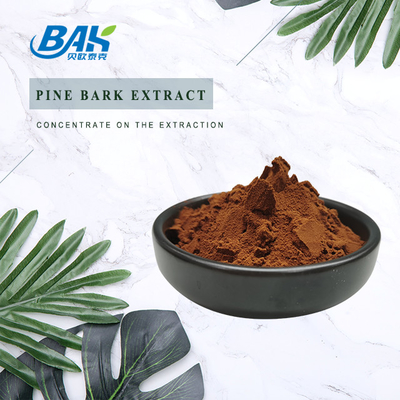 95% Anthocyanin Extract Supplement Pine Bark Extract