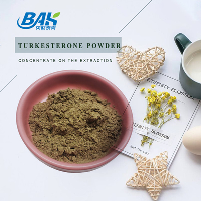 1%-10% Turkesterone Powder Ajuga Turkestanica Supplements