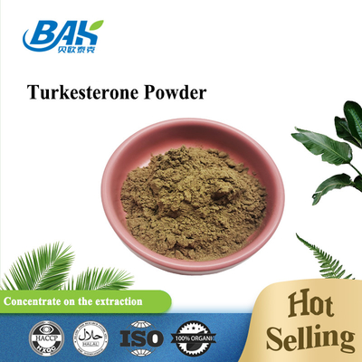 Antibacterial 2% Turkesterone Powder Ajuga Turkestanica Extract