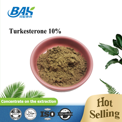 10% Turkesterone Powder Ajuga Turkestanica Extract Muscle Growth