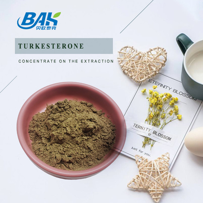 Natural Muscle Growth 10% Turkesterone Powder Ajuga Turkestanica Extract