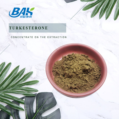Pure Natural Brown Turkesterone Powder 2% - 20% Ajuga Turkestanica Extract Powder