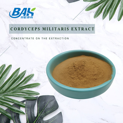 Immune Enhancing Cordyceps Militaris Extract 10%-50% Polysaccharides