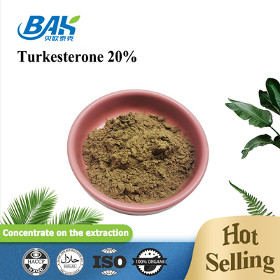 Ajuga Turkestanica Extract Turkesterone Powder 20%