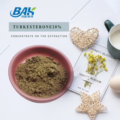 Ajuga Turkestanica Extract Turkesterone Powder 20%