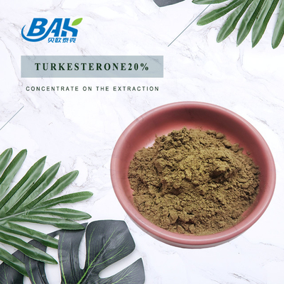Ajuga Turkestanica Extract Turkesterone Powder 20%