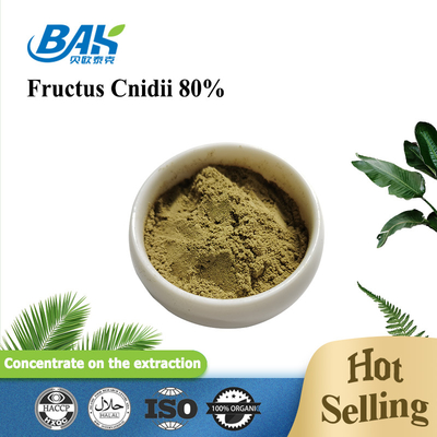 Halal Cnidium Monnieri Extract Fructus Cnidii 80% Powder