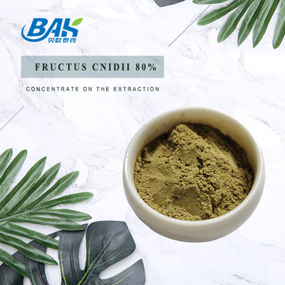Halal Cnidium Monnieri Extract Fructus Cnidii 80% Powder