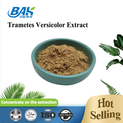 10% - 50% Trametes Versicolor Extract Powder Mushroom Extract Supplement