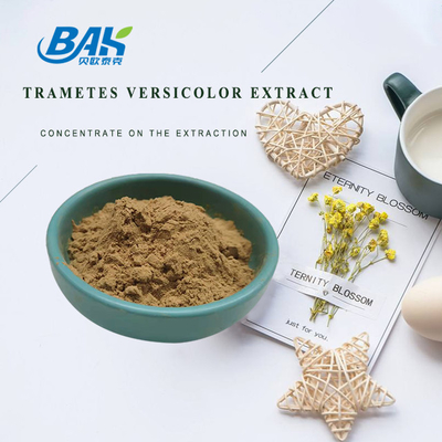 10% - 50% Trametes Versicolor Extract Powder Mushroom Extract Supplement