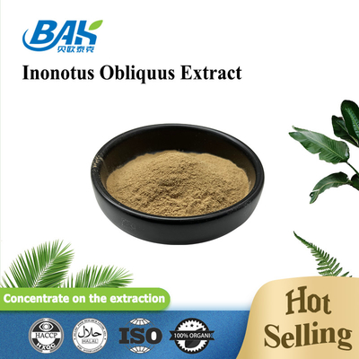 Mushroom Inonotus Obliquus Extract Supplement Powder 5:1 10:1 20:1