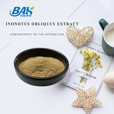 Mushroom Inonotus Obliquus Extract Supplement Powder 5:1 10:1 20:1
