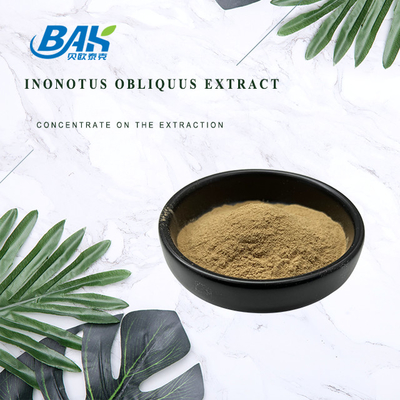 Mushroom Inonotus Obliquus Extract Supplement Powder 5:1 10:1 20:1