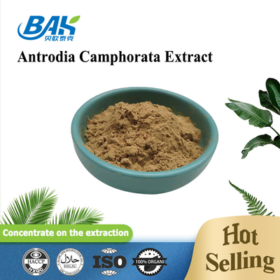 10% - 50% Mushroom Extract Supplement Antrodia Cinnamomea Extract Polysaccharides