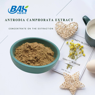 10% - 50% Mushroom Extract Supplement Antrodia Cinnamomea Extract Polysaccharides