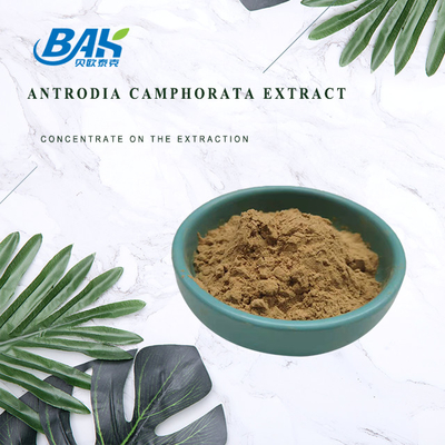 10% - 50% Mushroom Extract Supplement Antrodia Cinnamomea Extract Polysaccharides