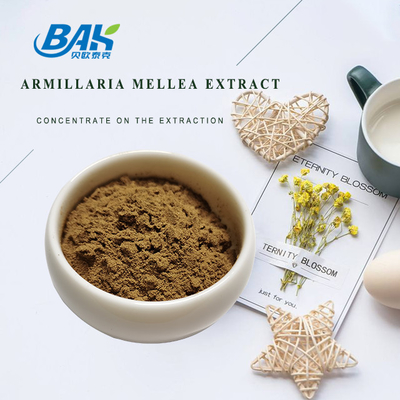 Polysaccharides 10% -  50% Mushroom Extract Supplement Armillaria Mellea Extract