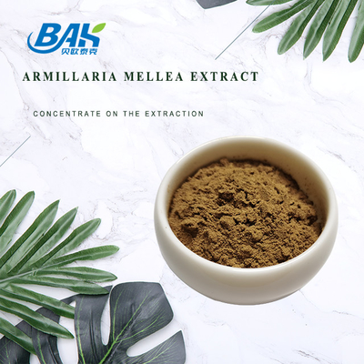Polysaccharides 10% -  50% Mushroom Extract Supplement Armillaria Mellea Extract
