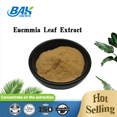 Plant Extract Powder Eucommia Ulmoides / Leaf  Extract Powder