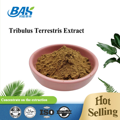 Halal Mens Health Supplement Tribulus Terrestris Extract Powder