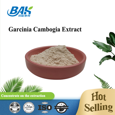 50% 60% Garcinia Cambogia Extract Off White Powder