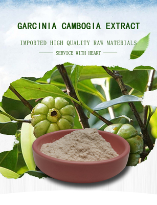 50% 60% Garcinia Cambogia Extract Off White Powder Cas 90045-23-1