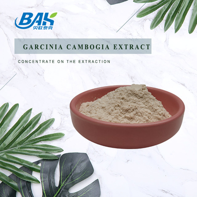 50% 60% Garcinia Cambogia Extract Off White Powder Cas 90045-23-1