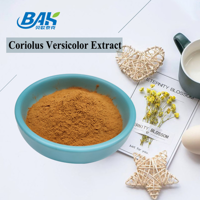 Organic Coriolus Versicolor Mushroom Extract Supplement Brown Yellow Powder