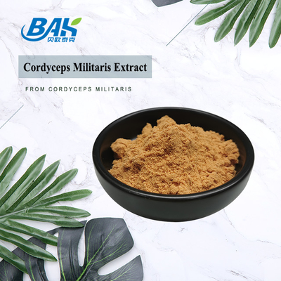 80 Mesh To 120 Mesh Cordyceps Militaris Extract