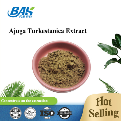 Ajuga Turkestanica Extract 2%-20%