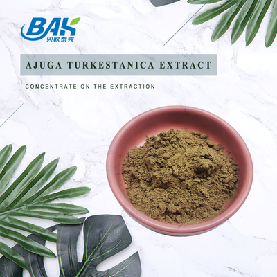 Ajuga Turkestanica Extract 2%-20%