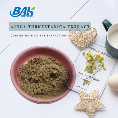 Ajuga Turkestanica Extract 2%-20%