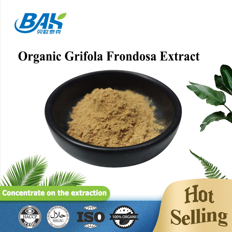 Organic Grifola Frondosa Extract Beta Glucan 70% Mushroom Extract Supplement UV VIS Powder