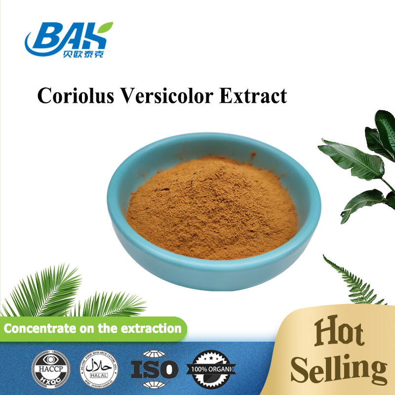 Organic Coriolus Versicolor Mushroom Extract Supplement Brown Yellow Powder